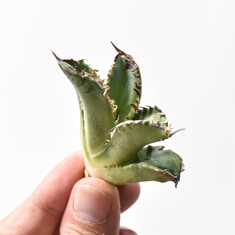 【No.84】アガベ　ラプター　ハイブリッド No.84】アガベ ラプター ハイブリッド CATEGORY アガベ | RAFLUM