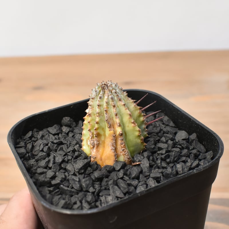 ユーフォルビア ホリダ 
