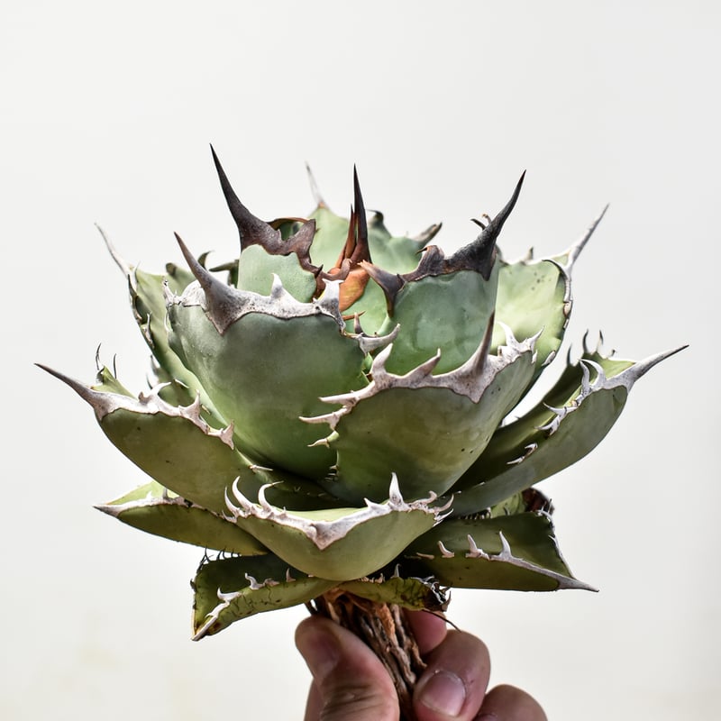 アガベ チタノタ 特大株 アガベ チタノタ ブラック＆ブルー 大株 | Agave Rocon
