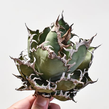 チタノタシーザー | STORES 