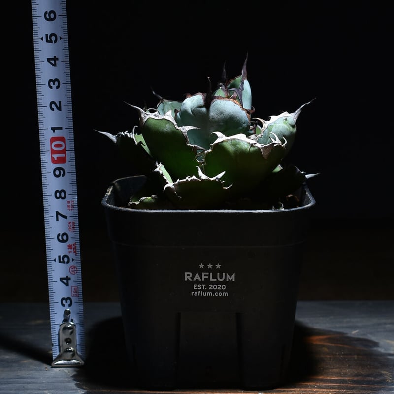 アガベチタノタハイブリッド ブラック&ブルー×ネバデンシス 12. アガベ ユタエンシス ネバデンシス×チタノタBB 陽炎 | KOBE