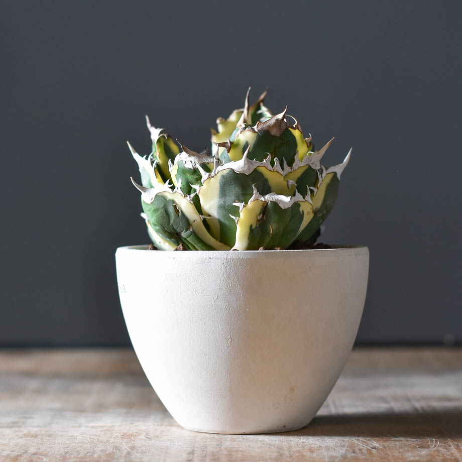 アガベ チタノタ スナグルトゥース【超大人気スナグル！当店在庫ラスト