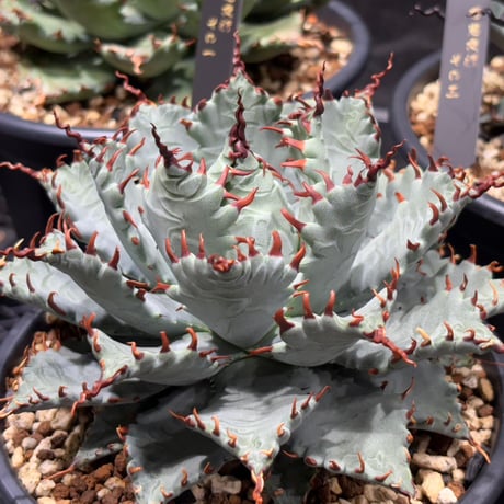 アガベ ハイブリット 雷帝×妖炎(イシスメンシス×ユタエンシス) 【台湾botanical_seeker産】C