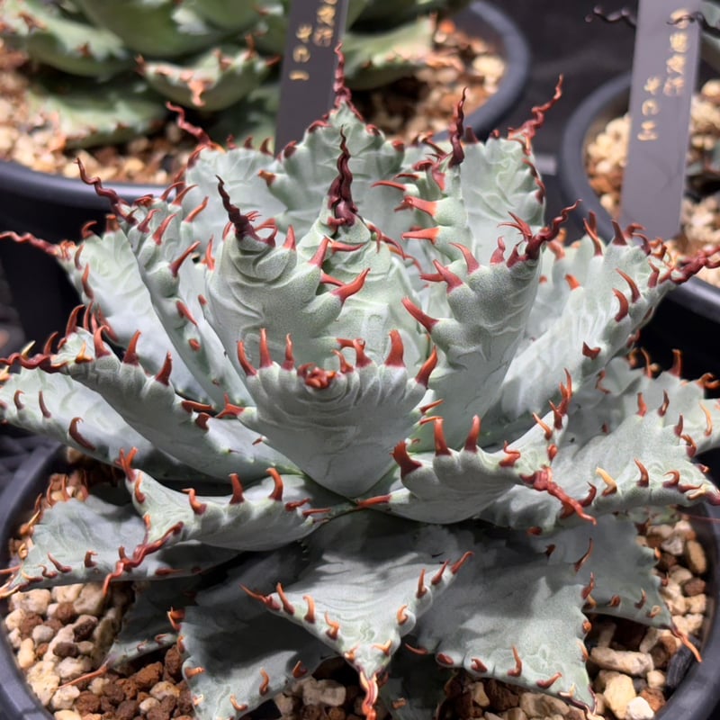 アガベ ハイブリット 雷帝×妖炎(イシスメンシス×ユタエンシス) 【台湾