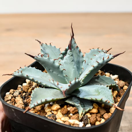 アガベ ハイブリット 日系イシスメンシス×象牙妖炎（陽炎エボリ）【台湾botanical_seeker産】RF25011391