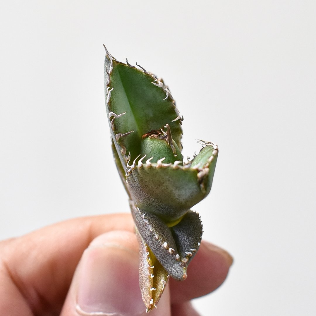 アガベ チタノタ 