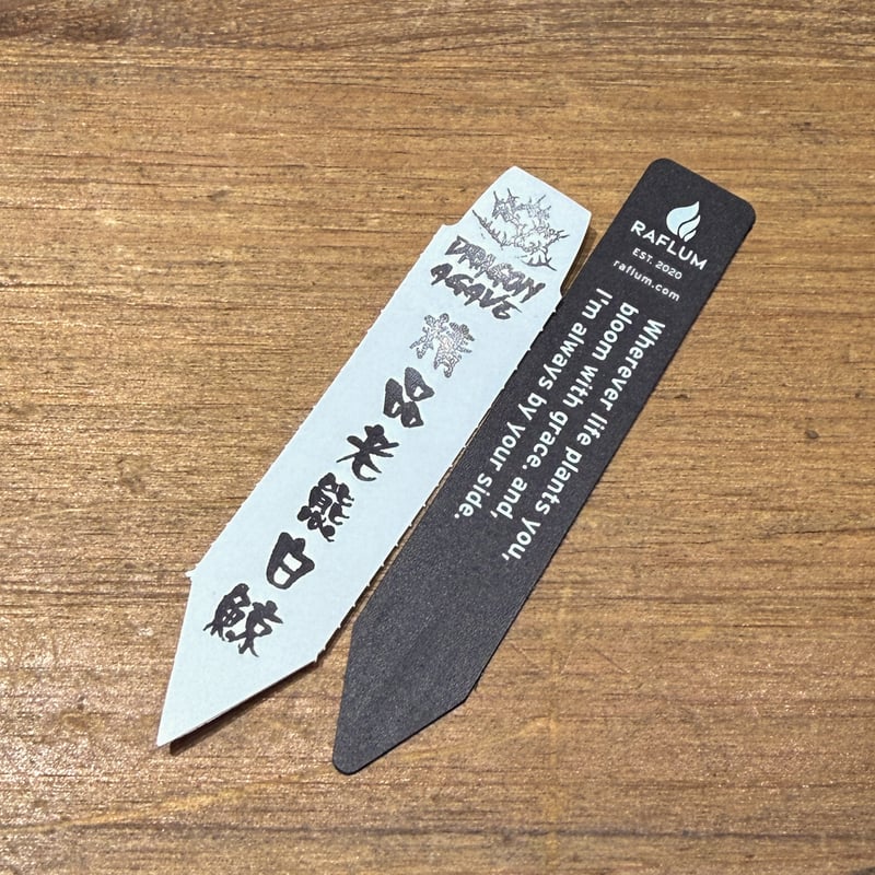 アガベ チタノタ “精品老白鯨” 【台湾 dragon agave産/抜き苗/中株】I