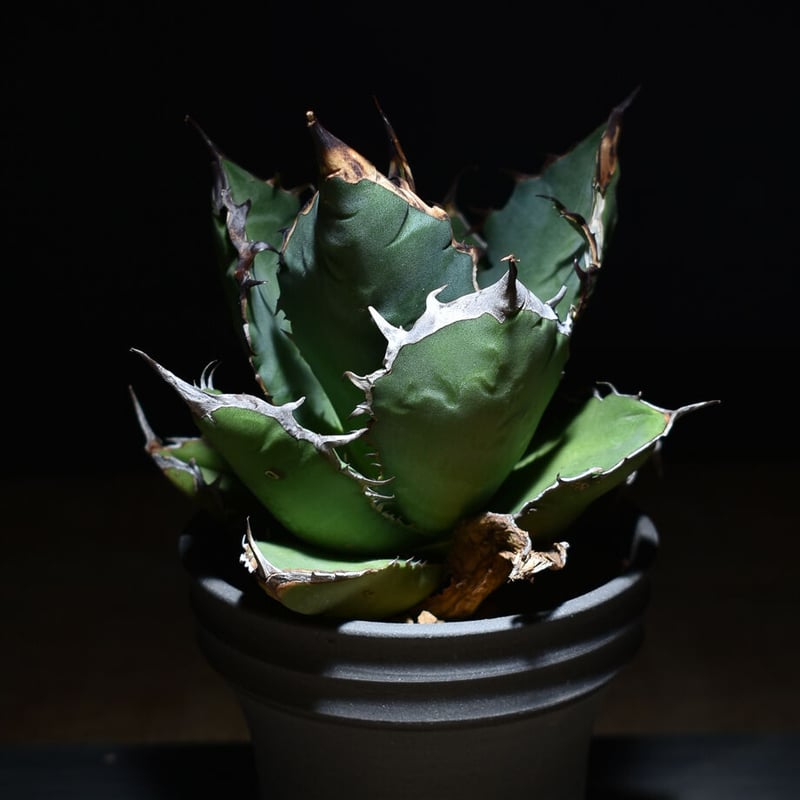 アガベ チタノタ ブラックファイヤー / ホワイトファイヤー オテロイ オアハカ アガベ チタノタ ブラックファイヤー / ホワイトファイヤー