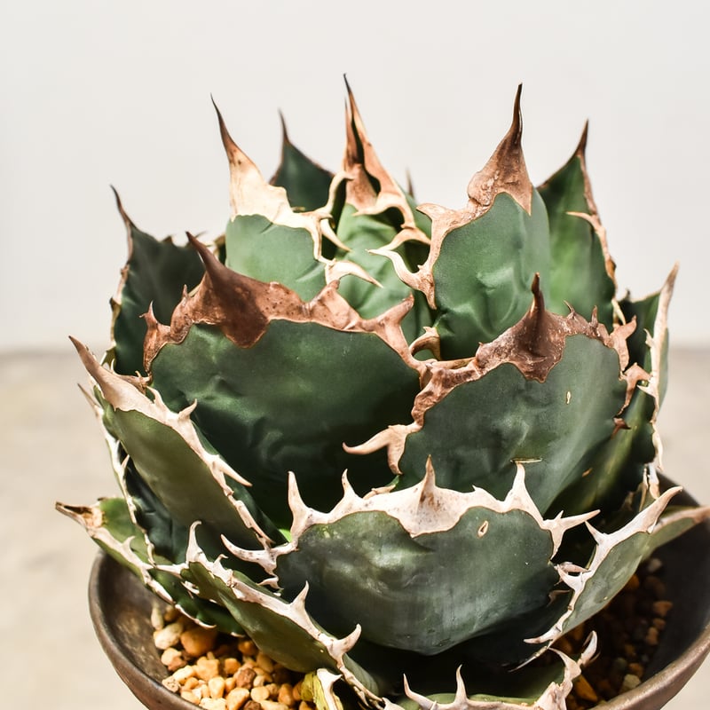 Agave oteroi FO-76 チタノタ ノーネーム アガベ チタノタ オテロイ 