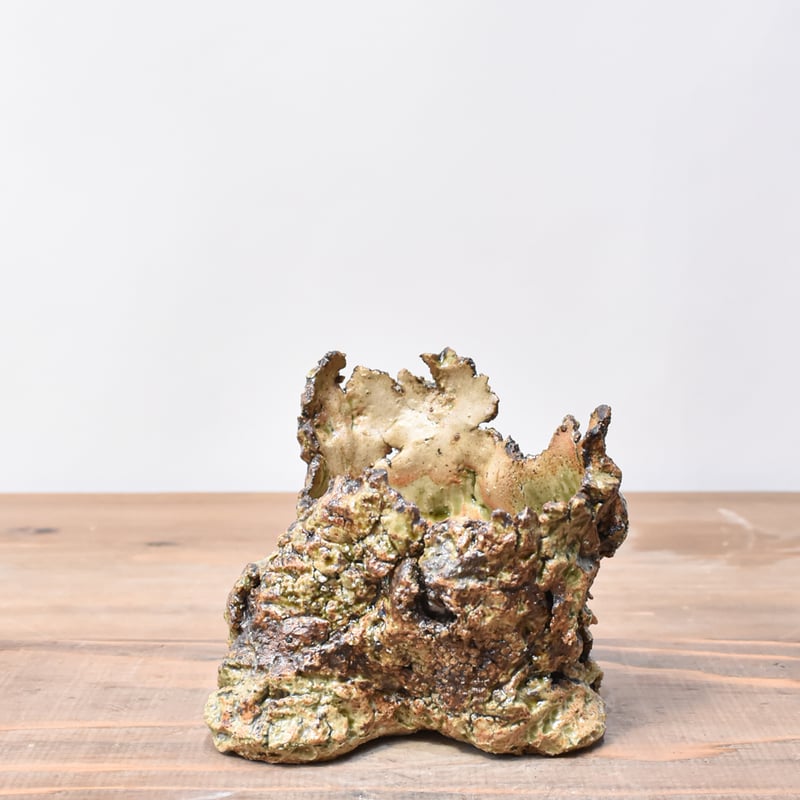 ハビタットスタイル ラモシシマ 鉢のまま発送 ハビタットスタイル ラモシシマ 鉢のまま発送 アロエ ラモシシマ