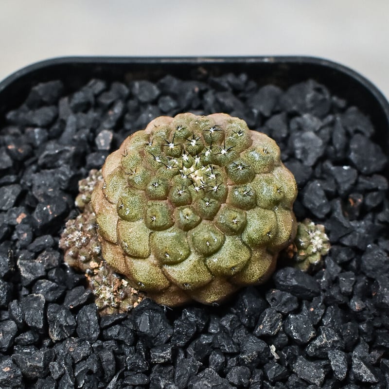 カピバラ ☻ ニコちゃんスペアタイヤカバー🛞 #jimride #タイヤカバー