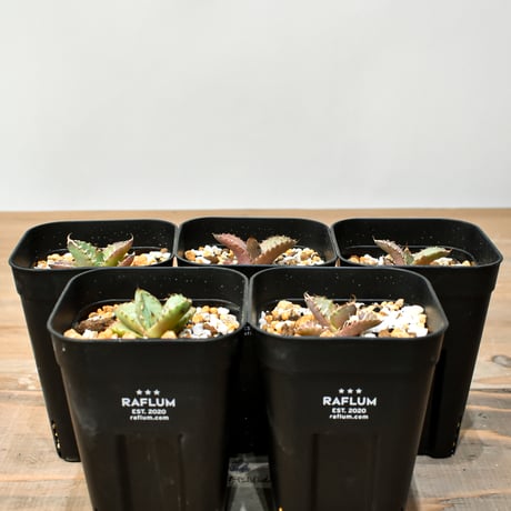 アガベオアハカ | STORES