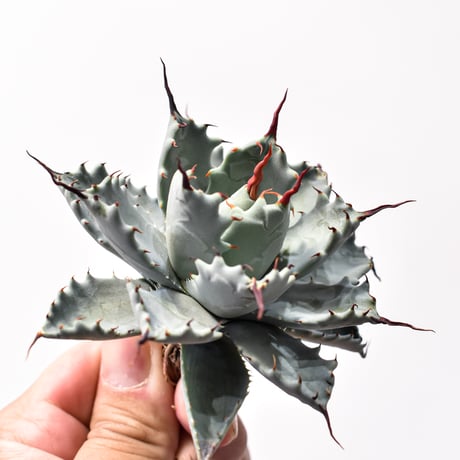 アガベ ハイブリット アメリカ白銀甲蟹(美系白銀)×象牙妖炎【台湾botanical_seeker産/選抜株】RF25011799