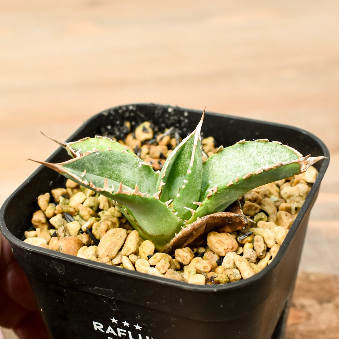 レア株　アガベ　銀河　子株　Berlin レア株 アガベ 銀河 子株 Berlin Yahoo!オークション -「(kissology b