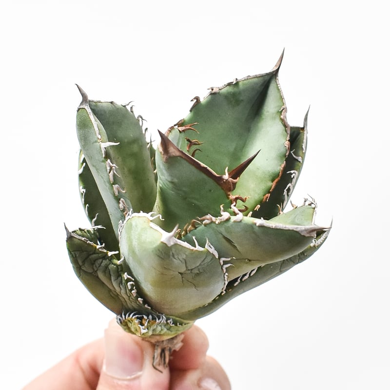 ドラゴンアガベ　実生選抜 アガベ チタノタ 