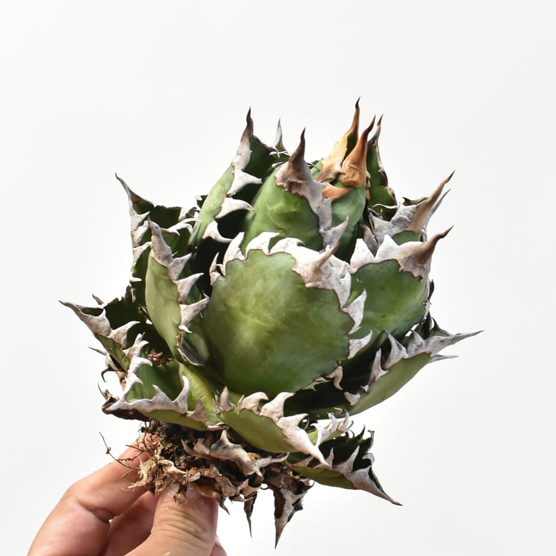 国内実生最高峰】アガベ チタノタ 赤猫 / レッドキャット【OSPセレクト