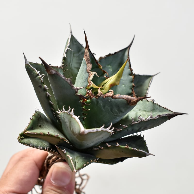 アガベ チタノタ 