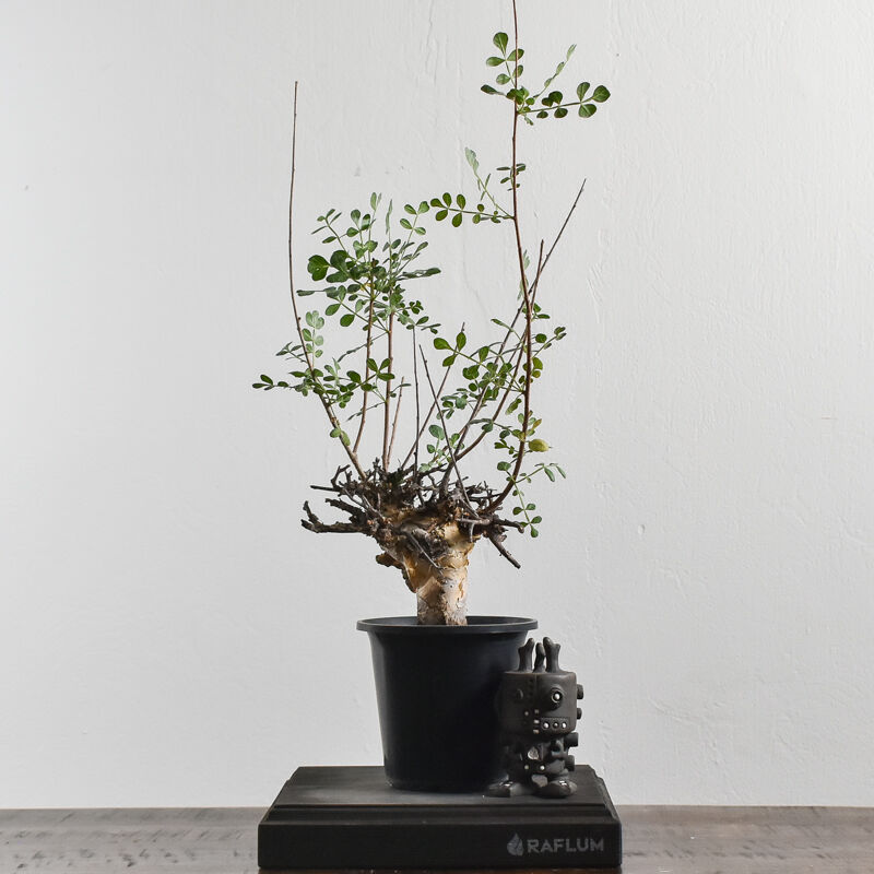 コミフォラ ピンネイトリーブス【超希少種！灌木系コーデックス