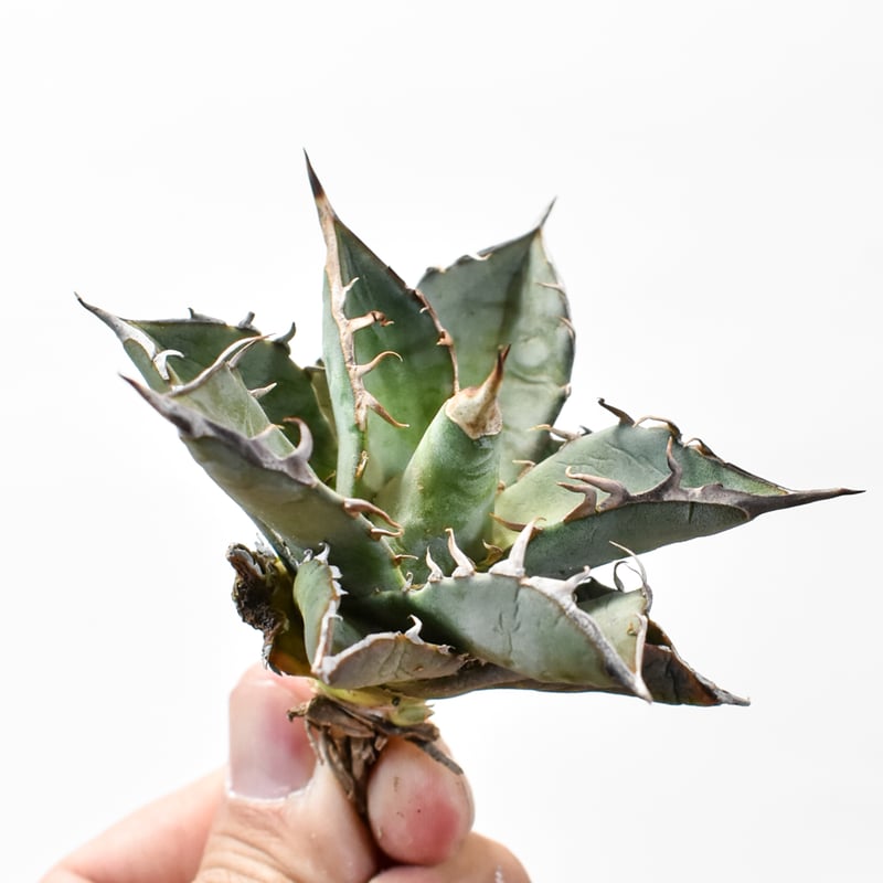 国内実生最高峰】アガベ オテロイ【OSPセレクト株 / 抜き苗 / 実生】7