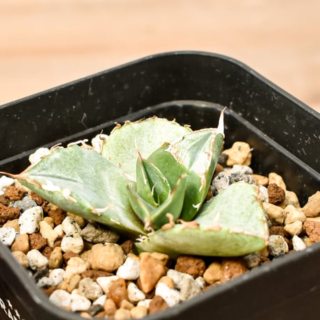 CATEGORY アガベ チタノタ 貔貅 | RAFLUM / ラフラム｜東京、大阪の