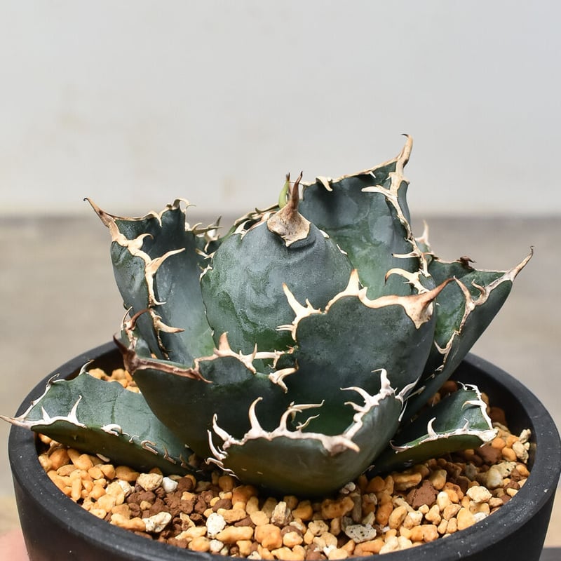 アガベ　チタノタ　国産白鯨(旧来白鯨) 大株 植物図鑑】アガベ チタノタ（ティタノータ） 白鯨とは？希少な美しさを