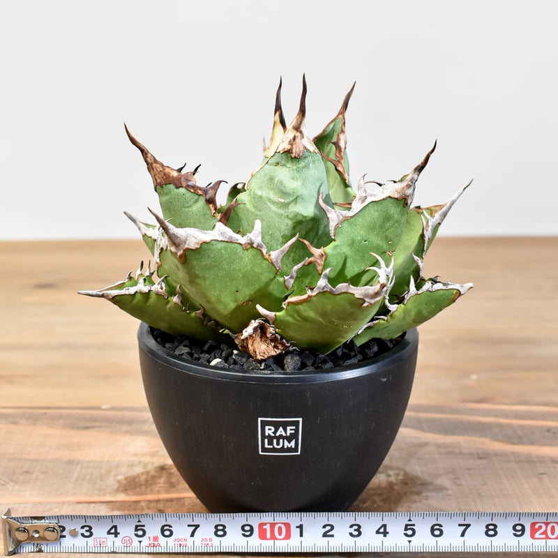 アガベ チタノタ チーター 