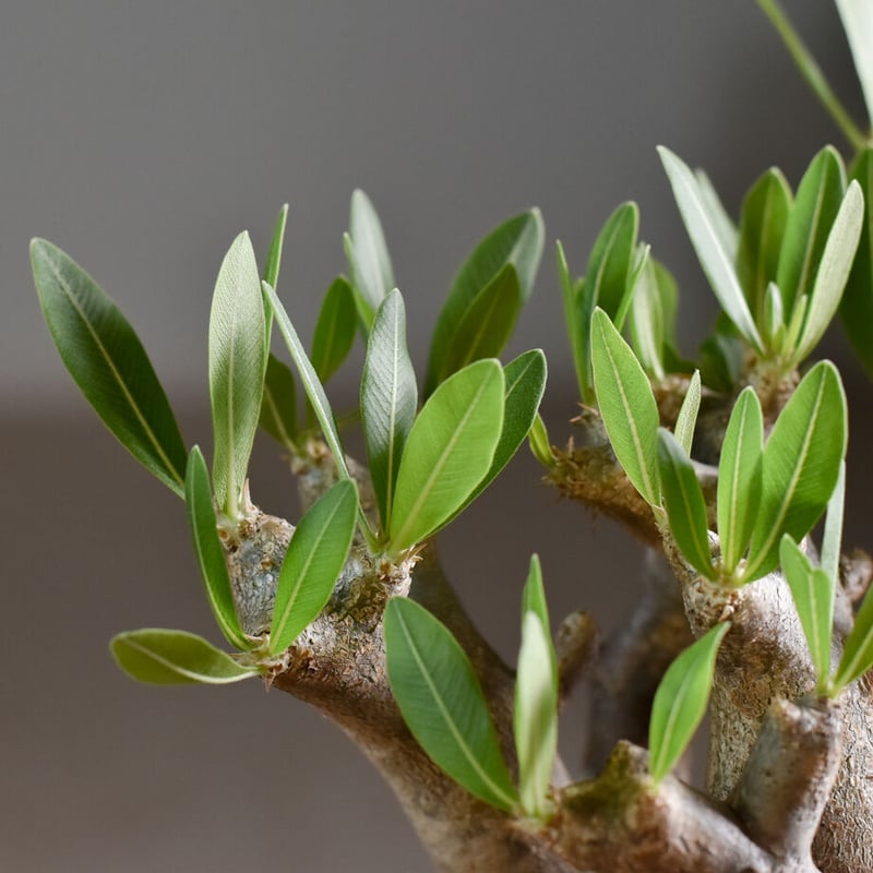 パキポディウム ブレビカリックス Lサイズ【注目の1株！！どっしりと