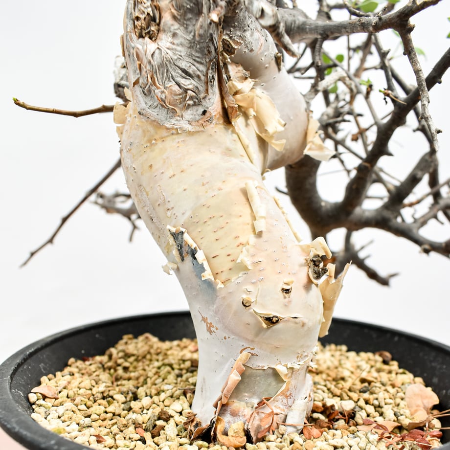69dee2015106c2167ad1756b