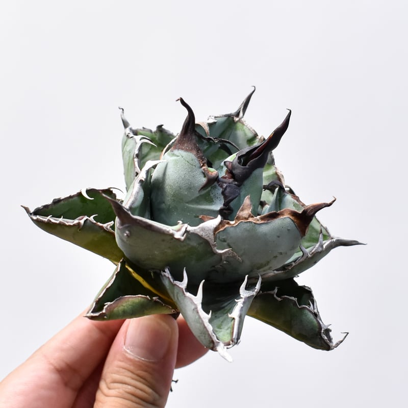 アガベ チタノタ ブラックアンドブルー 龍球會産 BB 大株 2️⃣ アガベ チタノタ ブラックアンドブルー / BB 精品藍球 【台湾