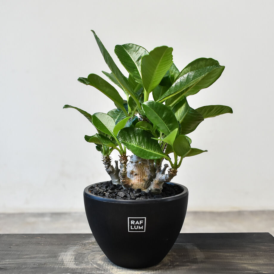 パキポディウム　ウィンゾリー実生　konect fang パキポディウム ウィンゾリー実生 konect fang 【公式通販】