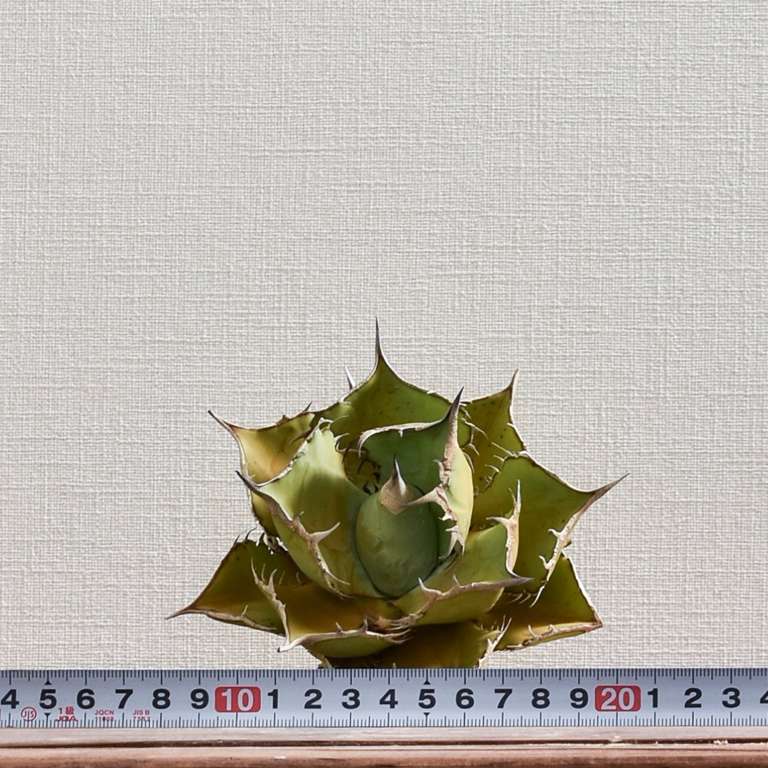 アガベ チタノタ パンダ 