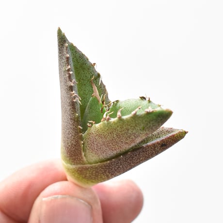 アガベ　チタノタ　巨獣　子株付き アガベ 巨獣（子株付き） アガベ チタノタ 巨獣 子株付き 【公式通販】