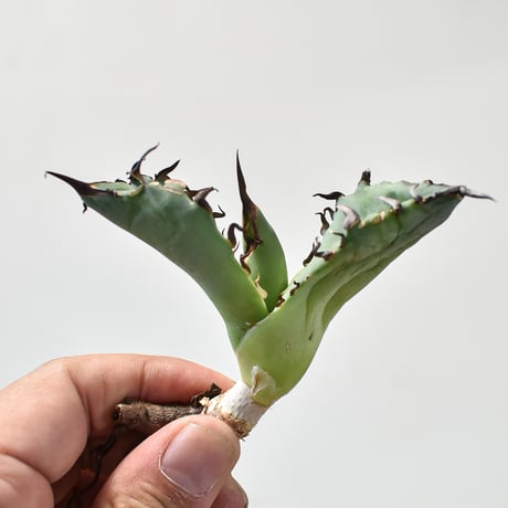 アガベチタノタ ブラックドラゴン Black Dragon /虎鯨 アガベチタノタ ブラックドラゴン Black Dragon /虎鯨