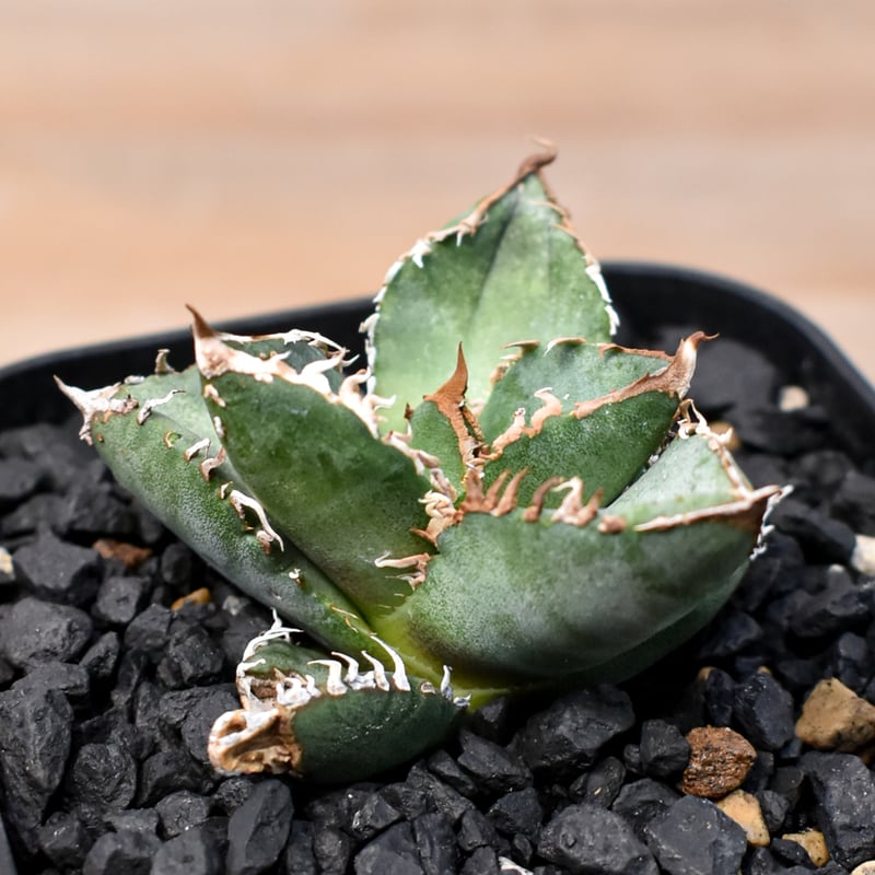 アガベ チタノタ Shi-hao 