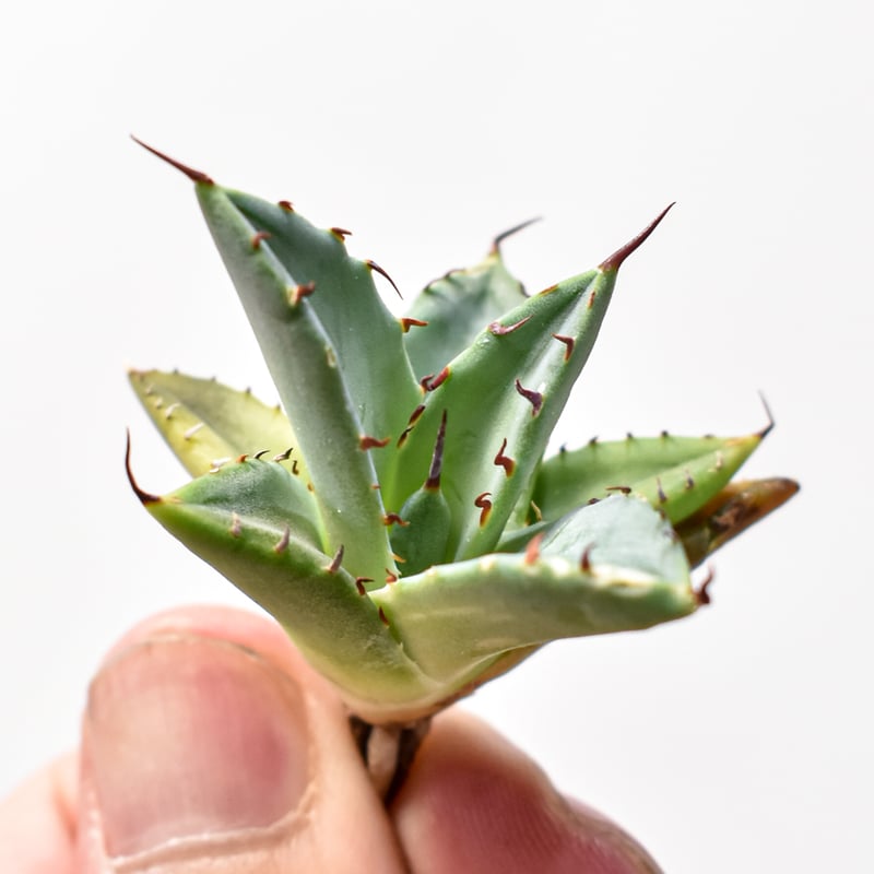 【希少】アガベ　妖炎✕黒帝斯　ユタエンシス✕ハデス　ハイブリッド　レア株です 希少】アガベ 妖炎✕黒帝斯 ユタエンシス✕ハデス ハイブリッド