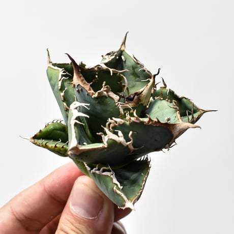 アガベ　チタノタ　オアハカオテロイ　青葉タイプ アガベ チタノタ オテロイ オアハカ | GREEN LUCK