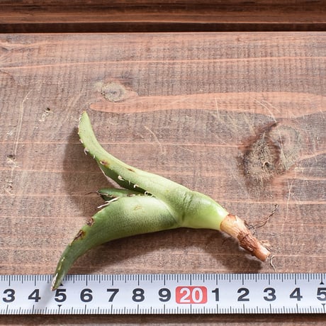 アガベ チタノタ 白鯨 【台湾 dragon agave産/抜き苗販売/子株】DGC2408200(T)