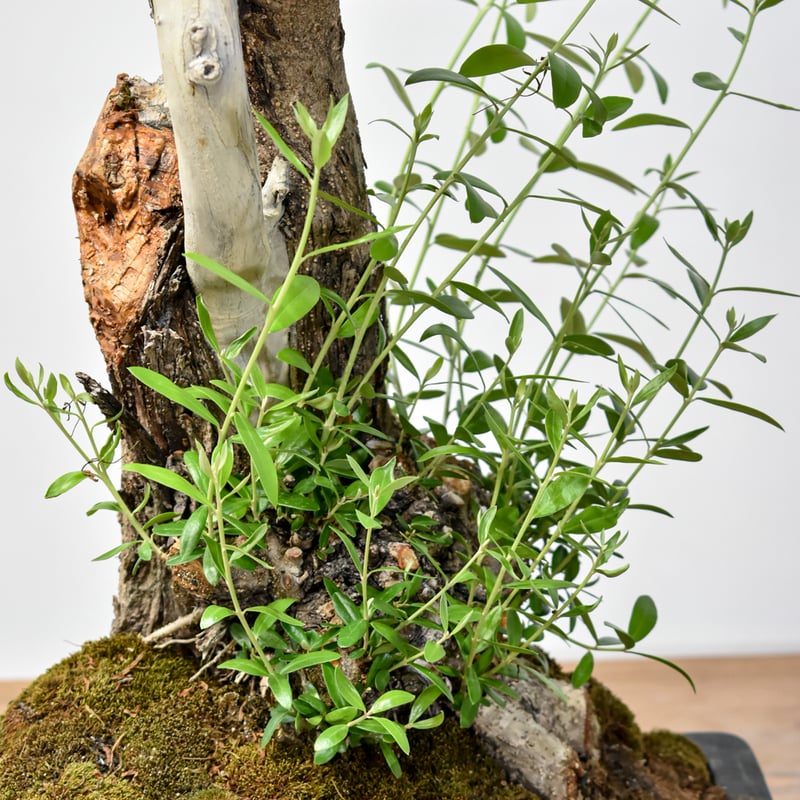 斑入りオリーブ切り枝　2本入 WACK” ON YOUR SIDE】オリーブ 