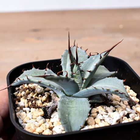 CATEGORY アガベ ハイブリット 曙光 ×（パラサナ、イシスメンシス