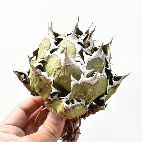 アガベ チタノタ ドワーフ / "精品姫厳龍" "中株"【台湾 Shi-hao産/中株/抜き苗販売】RFDG25010982(T)