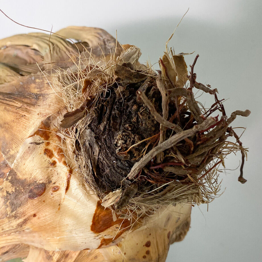 アガベ ユタエンシス エボリスピナ （抜き苗販売）RF22913 | RAFLUM