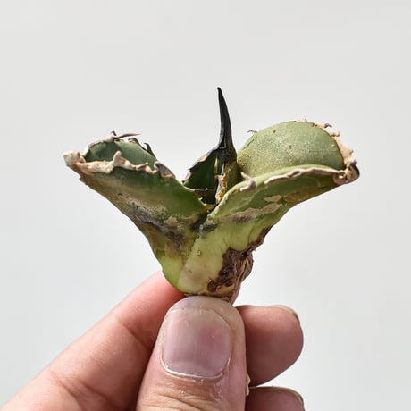 CATEGORY アガべ チタノタ 大鋼牙 | RAFLUM / ラフラム｜東京、大阪の