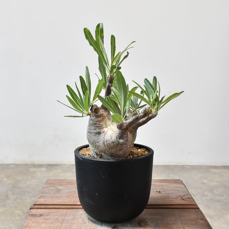 【グラキリス】春から塊根！ダブルヘッドの変態株 グラキリス】春から塊根！ダブルヘッドの変態株 【公式通販】