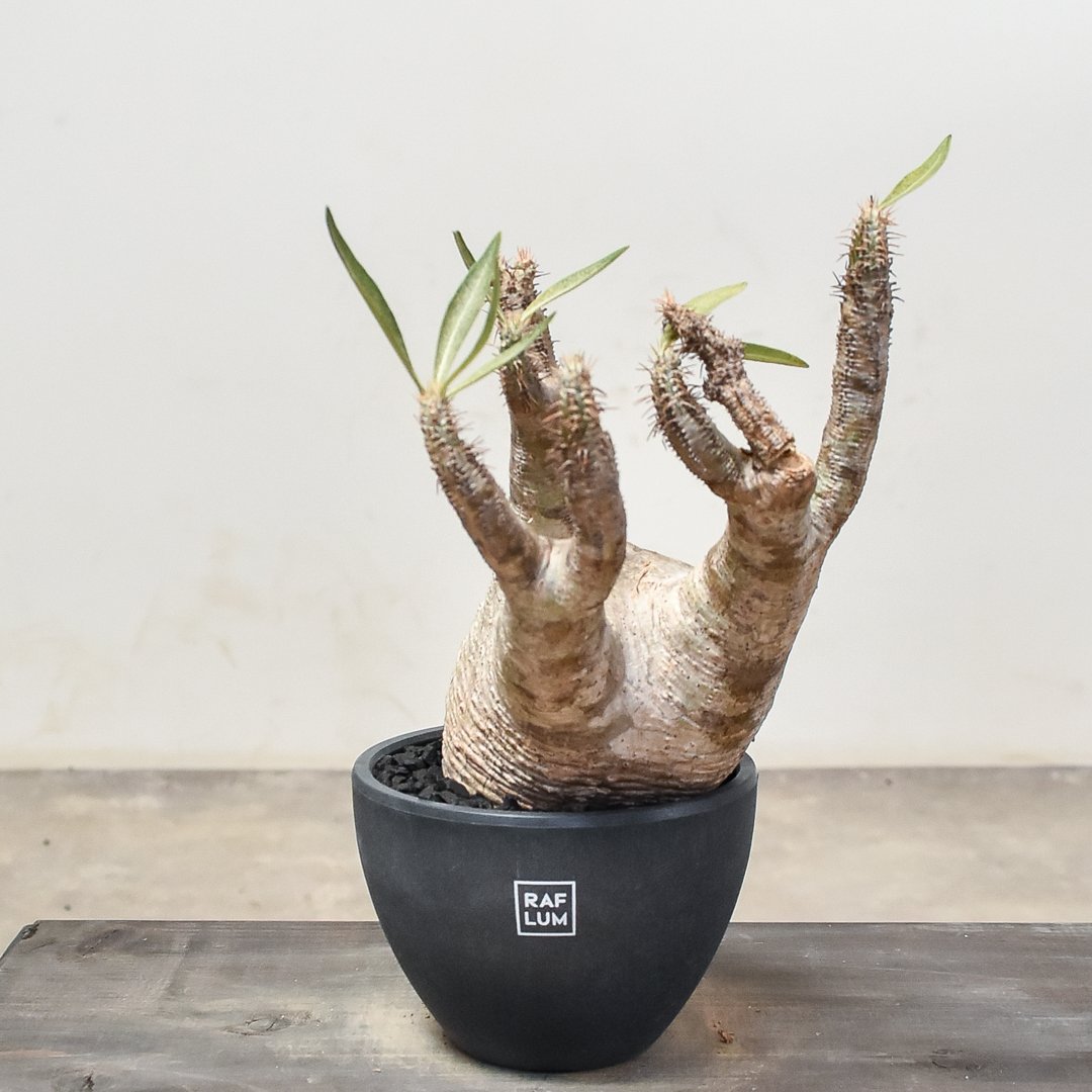 パキポディウム グラキリス　まんまるボディ　発根済み パキポディウム グラキリス No.423 | misomaru_base