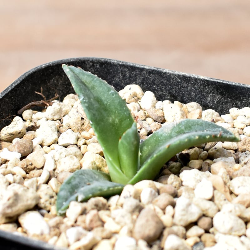 写真掲載用HIDDEN エボリスピナ × オテロイハイブリッド ジェレミー Hidden Agave（ヒドゥンアガベ）とは？”エボリスピナ交配”がコレクター