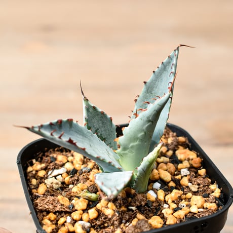 アガベ ハイブリット "A71" (特白肌怒雷神×屈原) 【台湾huplants2010産/子株販売】