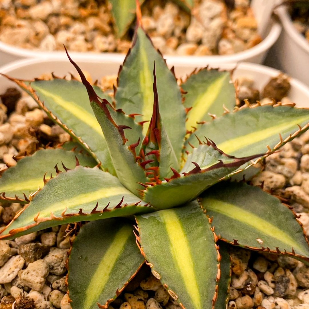 fit=scale-down,w=1200