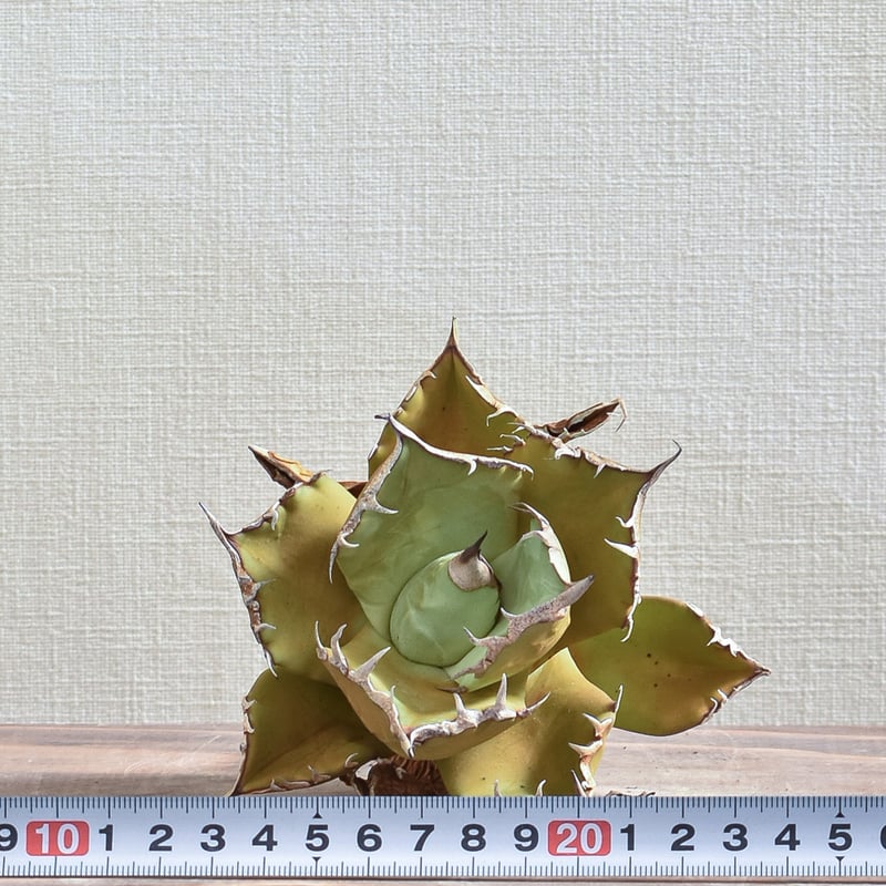 アガベ チタノタ トーチ 