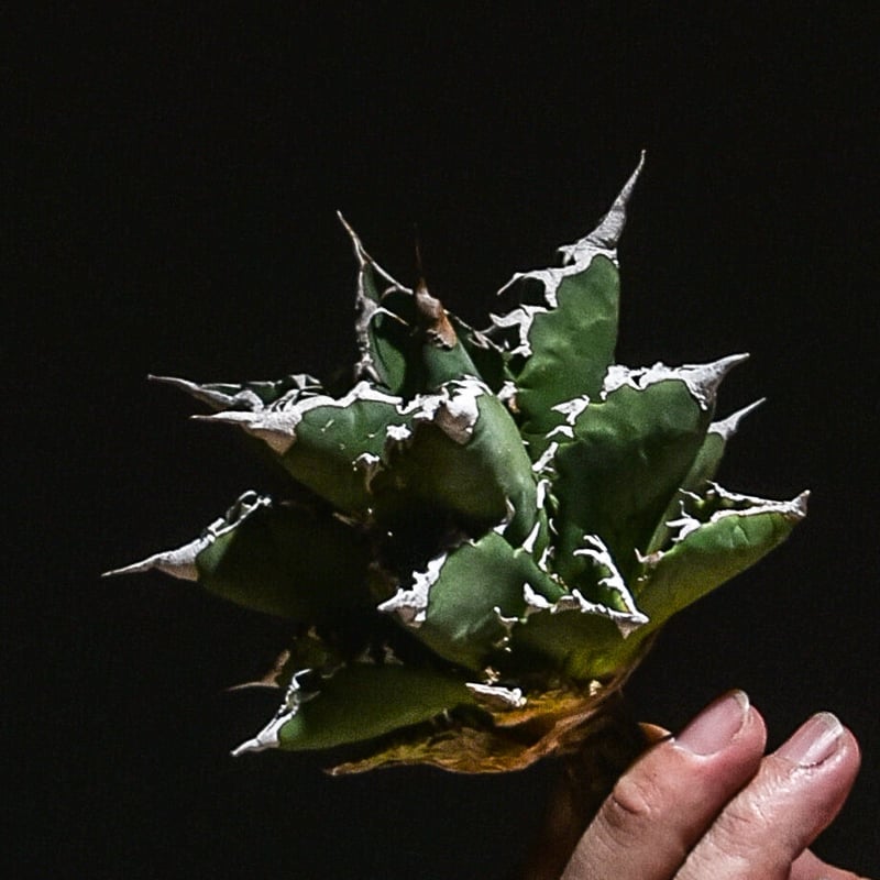 アガベ　チタノタ　白鯨　抜き苗➀ アガベ チタノタ白鯨子株 抜き苗 抜き苗】アガベ チタノタ 白鯨 from