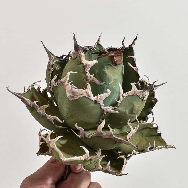 アガベ チタノタ シーザー / 精品凱撒 【台湾 dragon agave産/大 アガベ チタノタ シーザー / 精品凱撒 【台湾 dragon agave産/大